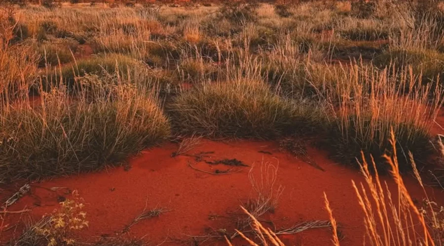 traditional owner guided desert walk